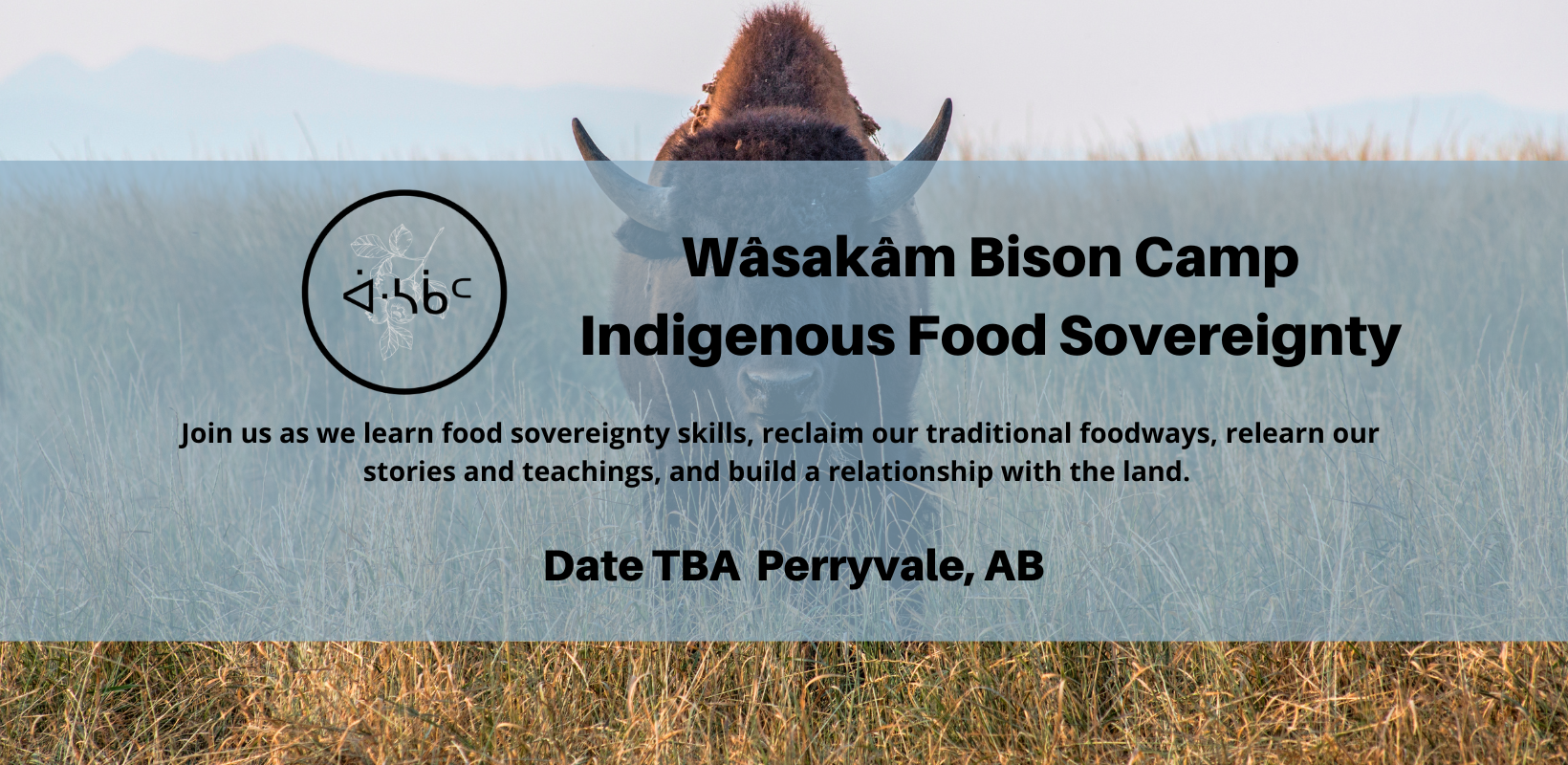 Bison Harvest Camp